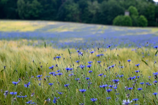 Pole Ziarna Dużą Ilością Niebieskich Kwiatów Kukurydzy Centaurea Cyanus Zielony — Zdjęcie stockowe