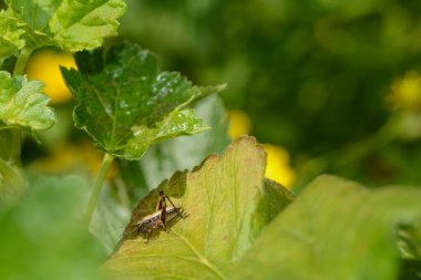 Kahverengi bir çekirge yeşil bir yaprak üzerinde
