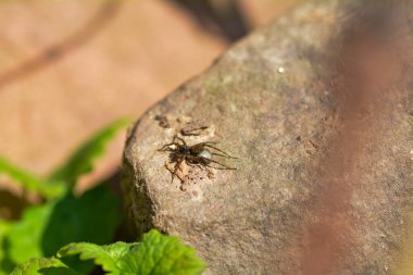 Dişi kurt örümceği (Lycosidae) yumurtalarını kozasında güneş ışığında bir kayanın üzerinde taşır.