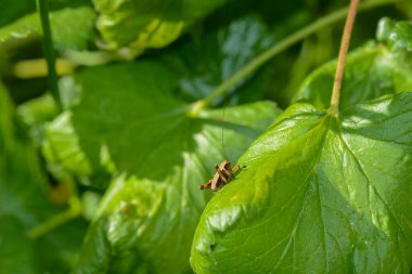 Kahverengi bir çekirge yeşil bir yaprak üzerinde