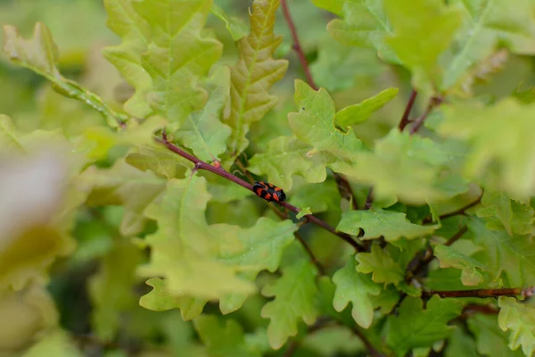 stock image A leafhopper ( Cercopidae ) sits on a plant in the green nature