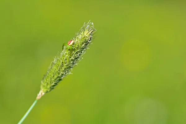 Πράσινο Καβούρι Αράχνη Diaea Dorsata Ένα Φυτό Στη Φύση — Φωτογραφία Αρχείου