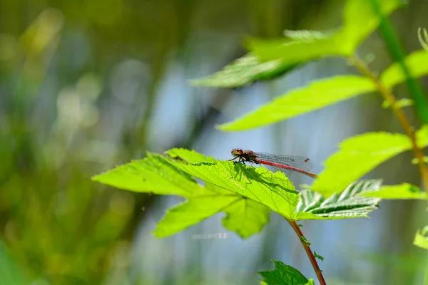 Adonis Libelle Pyrrhosoma Nymphula Auf Pflanzen Der Natur — Stockfoto