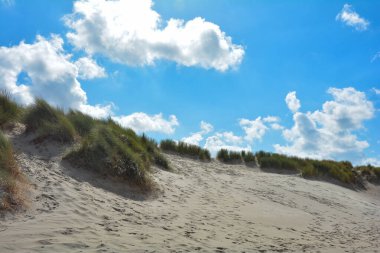Beach yulaf Adası Schouwen-Duiveland Tarih: Zeeland Hollanda Kuzey Denizi kıyısında kumlu dunes içinde