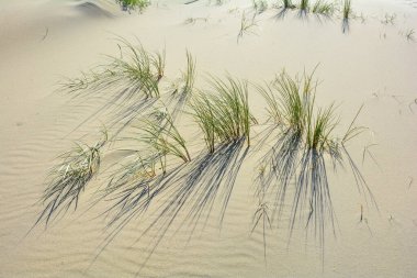 Tufts of dune grass in the sunlight, swaying in the wind on the sandy beach