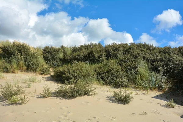 Pláž Ovsa Písečných Dunách Pobřeží Severního Moře Nizozemsku Provincii Zeeland — Stock fotografie