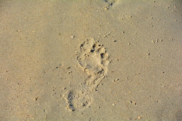 Слід Босоніж Людини Ходить Мокрому Піску Пляжі — стокове фото