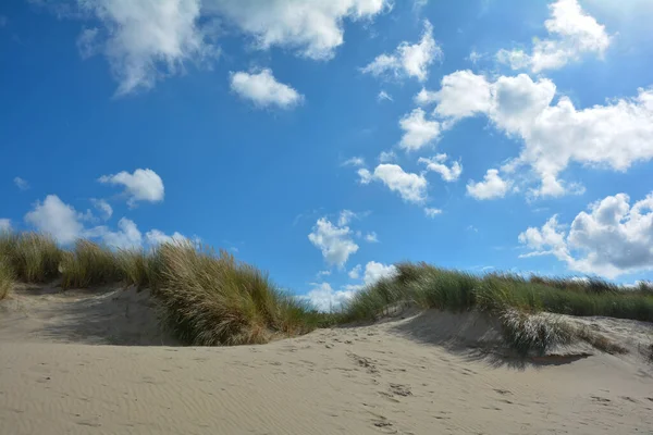 Strandfisk Sanddynene Nordsjøkysten Nederland Zeeland Øya Schouwen Duiveland – stockfoto