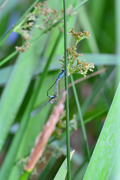 Two Feather Dragonflies Platycnemis Pennipes Mating Blade Grass — Stock Photo, Image