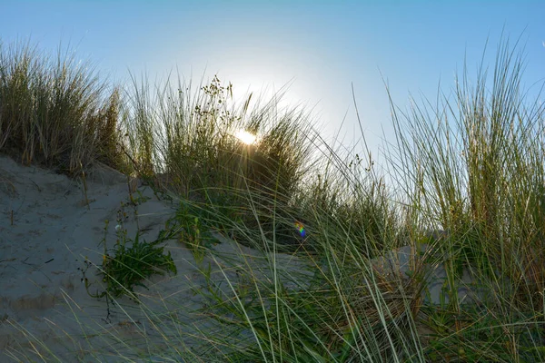 北の海に背の光と青い空にビーチグラスを持つ砂丘 — ストック写真