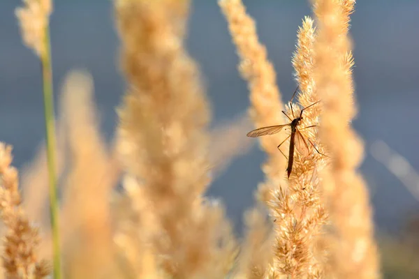 Grande Cranefly Tipulidae Luz Sol Uma Planta — Fotografia de Stock