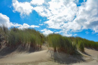 Dune grass on a beach with a blue sky