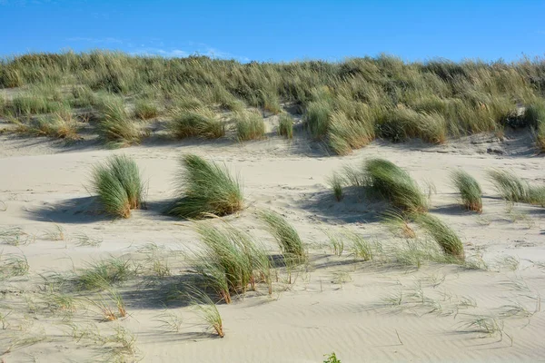 Strand Hafer Den Sanddünen Der Nordseeküste Den Niederlanden Auf Zeeland — Stockfoto