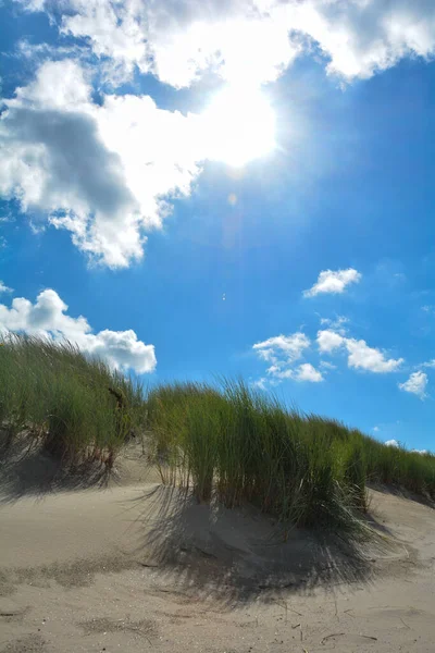 Schouwen Duiveland のゼーラント ネザーランドの北海の海岸の砂の砂丘でビーチ エンバク — ストック写真