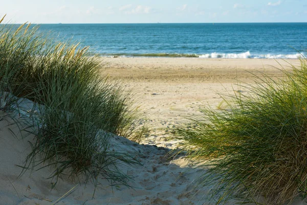 Widok Przez Trawę Plażową Wydmie Morza Wybrzeżu Morza Północnego Holandii Zdjęcia Stockowe bez tantiem