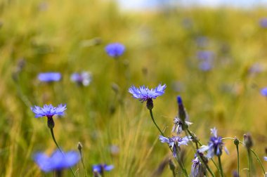 Bir mısır tarlasında mavi çiçek (Centaurea siyanus)