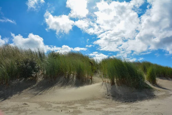 Owies Plaży Piaszczystej Wydmy Wybrzeżu Morza Północnego Holandii Zelandii Wyspie — Zdjęcie stockowe