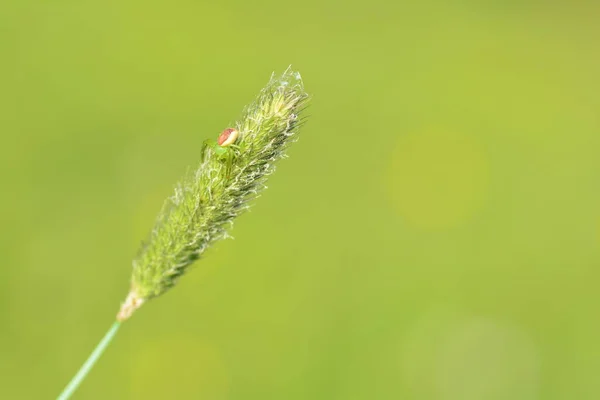 Doğadaki Bir Bitki Üzerinde Yeşil Yengeç Örümceği Diaea Dorsata — Stok fotoğraf