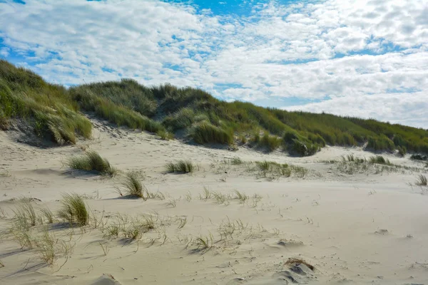 Owies Plaży Piaszczystej Wydmy Wybrzeżu Morza Północnego Holandii Zelandii Wyspie — Zdjęcie stockowe