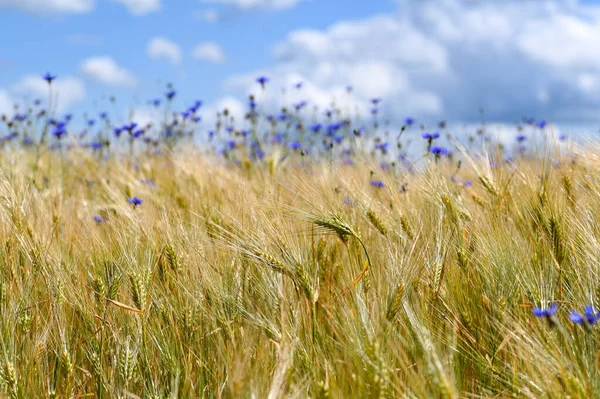 Cornfield Θολή Μπλε Λουλούδια Καλαμποκιού Στο Παρασκήνιο Μπλε Ουρανό Και — Φωτογραφία Αρχείου