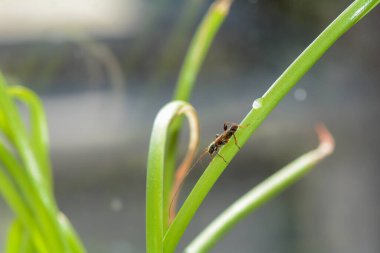Yeşil bir bitkinin üzerinde uzun boynuzlu bir böcek (Molorchus minor)