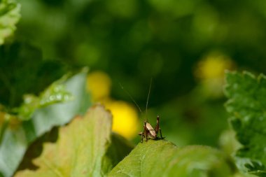 Kahverengi bir çekirge yeşil bir yaprak üzerinde
