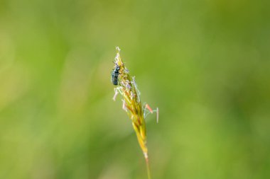 İki noktalı siğil böceği (Malachius bipustulatus) yeşil doğadaki bir bitkinin üzerinde