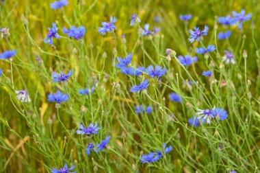 Bir mısır tarlasında mavi çiçek (Centaurea siyanus)