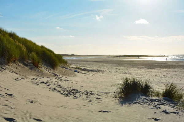 Wybrzeże Morza Północnego Wydmami Późnym Popołudniem Słońce Zeeland Holandia — Zdjęcie stockowe