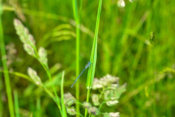 草叶上常见的蜻蜓 Platycnemis Pennipes — 图库照片