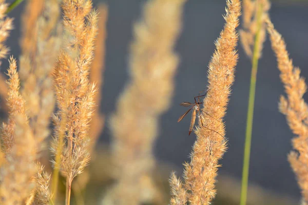 Μεγάλο Cranefly Tipulidae Στο Φως Του Ήλιου Ένα Φυτό — Φωτογραφία Αρχείου