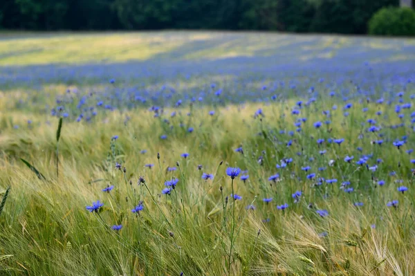 Pole Ziarna Wieloma Niebieskimi Kwiatami Kukurydzy Centaurea Cyanus — Zdjęcie stockowe
