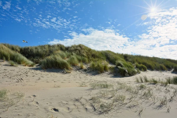 Schouwen Duiveland のゼーラント ネザーランドの北海の海岸の砂の砂丘でビーチ エンバク — ストック写真