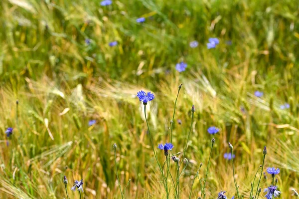 トウモロコシ畑の青い花 セントーリア シアヌス — ストック写真