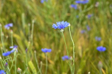 Mısır tarlasında bir çiçek (Centaurea siyanus)
