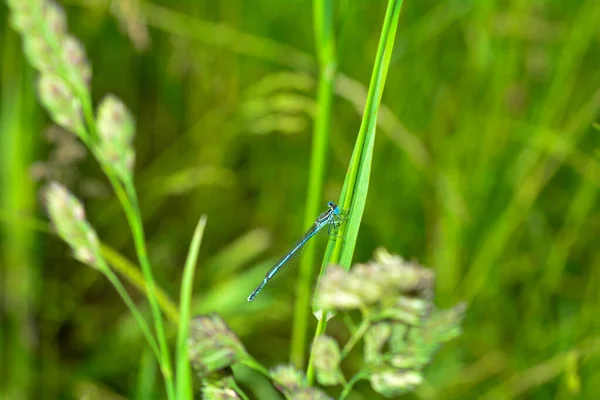 草叶上常见的蜻蜓 Platycnemis Pennipes — 图库照片