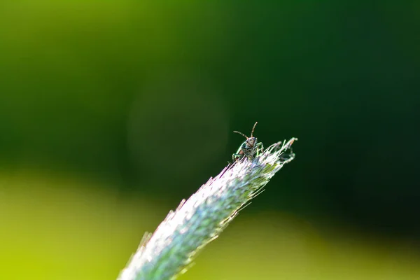 Dvoubodový Brouk Bradavičnatý Malachius Bipustulatus Rostlině Zelené Přírodě — Stock fotografie