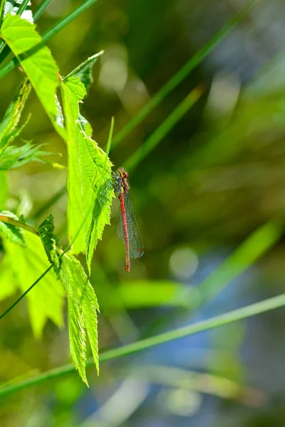 自然界植物上的阿多尼斯蜻蜓 Pyrrhosoma Nymphula — 图库照片