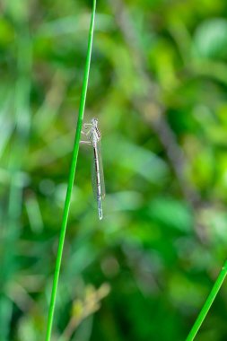 Yaygın yusufçuk (Platycnemis pennipes) dişi, bir ot sapı üzerinde