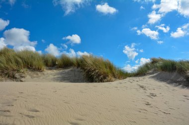 Beach yulaf Adası Schouwen-Duiveland Tarih: Zeeland Hollanda Kuzey Denizi kıyısında kumlu dunes içinde