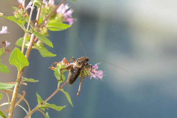 Yaygın Çalı Cırcırböceği Pholidoptera Griseoaptera Bir Bitki Üzerinde — Stok fotoğraf