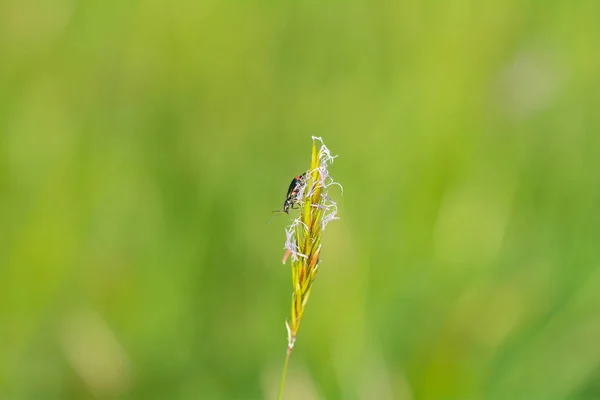 Noktalı Siğil Böceği Malachius Bipustulatus Yeşil Doğadaki Bir Bitkinin Üzerinde — Stok fotoğraf