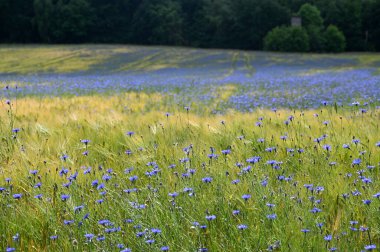 Arkasında bir sürü mavi çiçek (Centaurea siyanus) ve yeşil orman bulunan tahıl tarlaları
