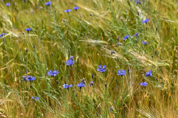 Niebieskie Kwiaty Kukurydzy Centaurea Cyanus Polu Kukurydzy — Zdjęcie stockowe