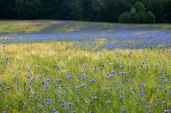 背景には青花の多い穀物畑 Centaurea Cyanus や緑の森 — ストック写真
