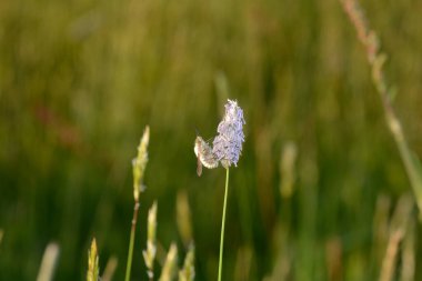 Doğadaki bitki üzerine büyük bir yün kaydırıcı (Bombylius major)
