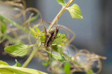 Yaygın çalı cırcırböceği (Pholidoptera griseoaptera) bir bitki üzerinde