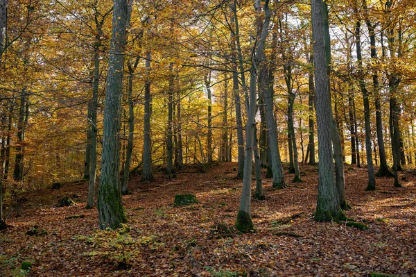 Arbres Dans Forêt Automne Avec Beaucoup Feuilles Tombées — Photo