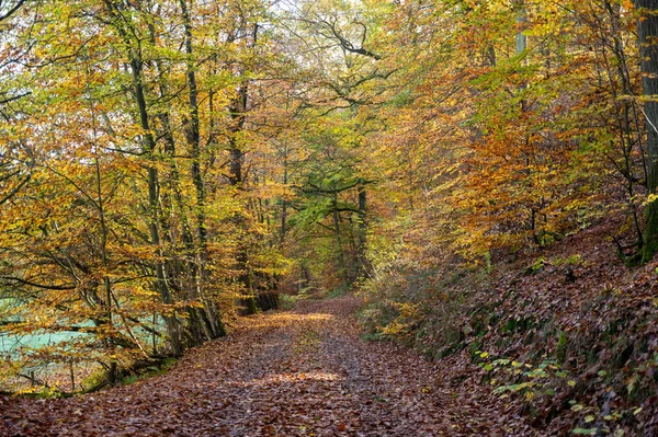 Chemin Terre Travers Une Forêt Automne — Photo