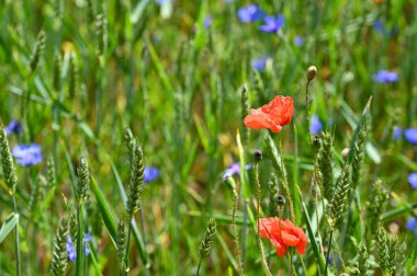 Buğday tarlasında haşhaş çiçeği (Papaver rhoeas)